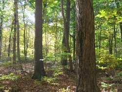 Forest Scene