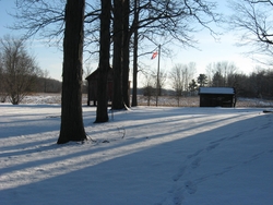 photo of Shagbark Hickory Tree