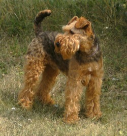 dogs love it