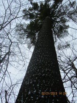 White Pine