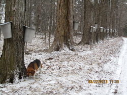 Collecting Sap for Syrup